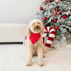 Clearance Kyte Baby Dog Bandana in Candy Cane