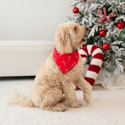 Clearance Kyte Baby Dog Bandana in Candy Cane