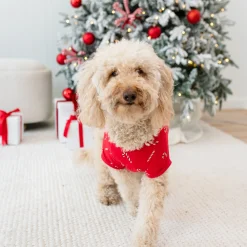 Best Kyte Baby Dog Tee in Candy Cane